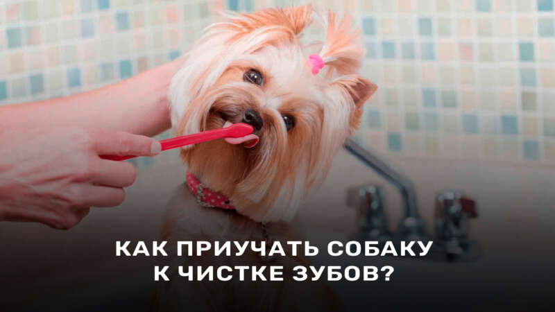 Как приучить собаку к чистке зубов